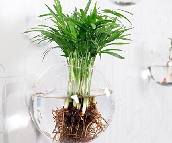 Mkono Hanging Wall Plant 