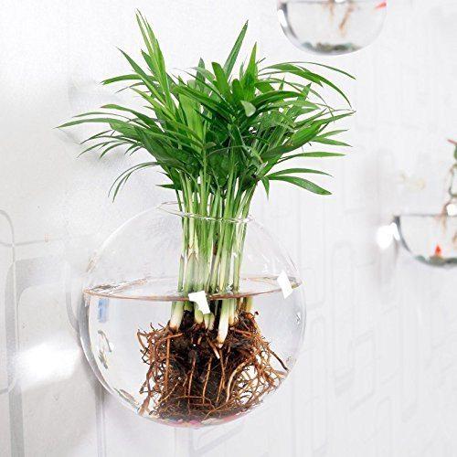 Mkono Hanging Wall Plant 