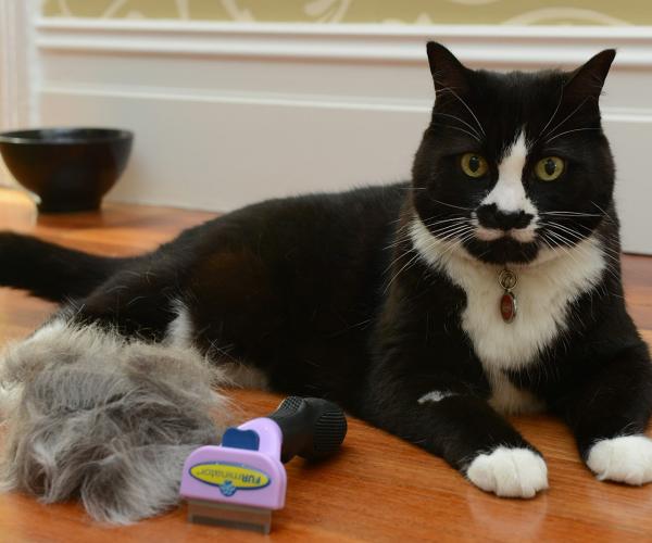 FURminator deShedding Brush