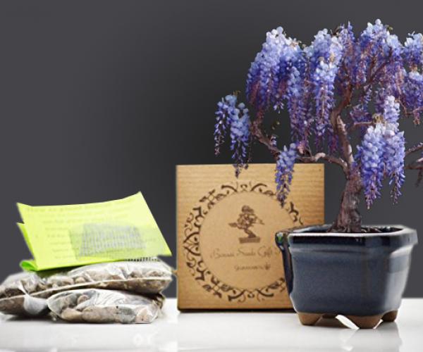 Chinese Blue Wisteria Bonsai Seed Kit