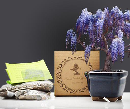 Chinese Blue Wisteria Bonsai Seed Kit