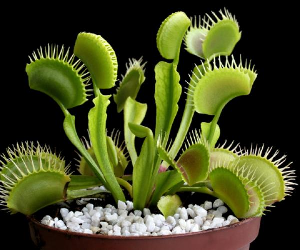 Venus Flytrap Plant