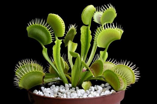 Venus Flytrap Plant