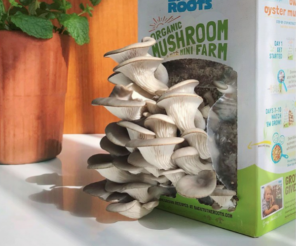 Back to the Roots Organic Mushroom Mini Farm
