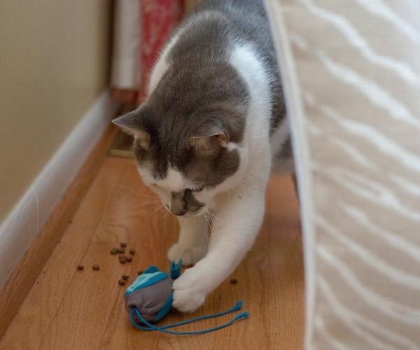 Indoor Hunting Cat Feeder