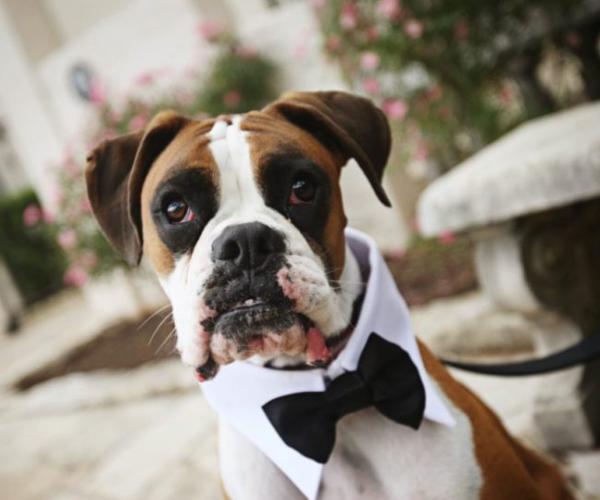 Dog Bow Tie