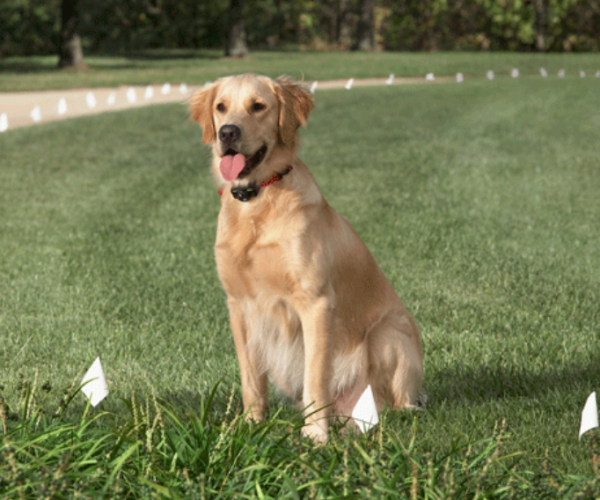 Invisible Dog Fence