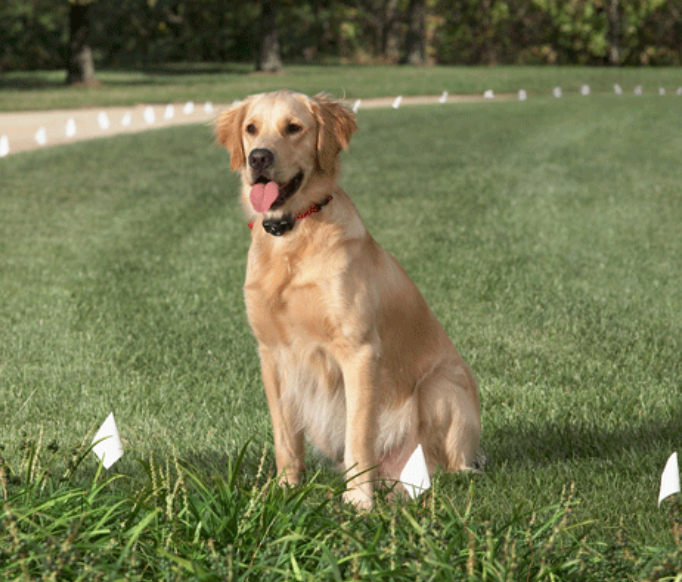 Invisible Dog Fence