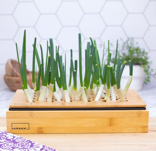 Green Onion Growing Kit