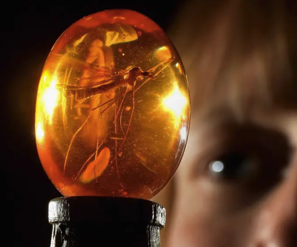 Jurassic Park Mosquito in Amber